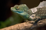 Double-crested Basilisk