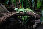 Double-crested Basilisk