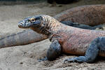 Dragón de Komodo