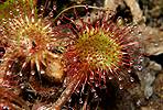 Drosera à feuilles rondes