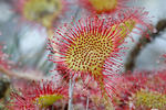 Drosera à feuilles rondes