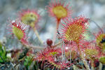 Drosera à feuilles rondes