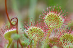 Drosera à feuilles rondes