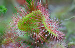 Drosera à feuilles rondes