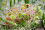 Drosera à feuilles rondes