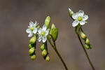 Drosera à feuilles rondes