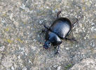 Dung Beetle