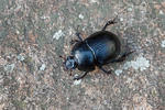 Dung Beetle