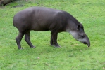 Düzənlik tapiri