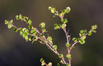 Dwarf Birch