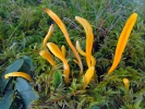 dzeltenīgais klavulinopsis