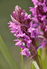 Early Marsh-orchid