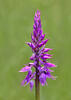 Early-purple orchid