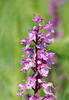 Early-purple orchid