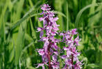 Early-purple orchid