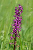 Early-purple orchid