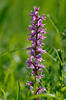 Early-purple orchid