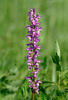 Early-purple orchid