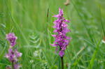 Early-purple orchid