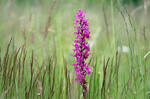 Early-purple orchid