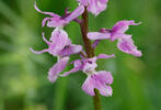 Early-purple orchid