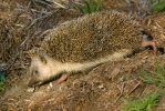 Eastern Hedgehog