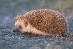 Eastern Hedgehog