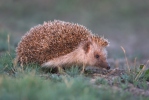 Eastern Hedgehog