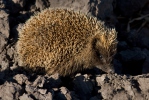 Eastern Hedgehog