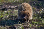 Eastern Hedgehog