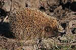 Eastern Hedgehog