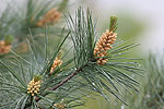 Eastern White Pine