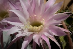 Echinopsis oxygona