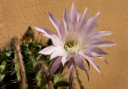 Echinopsis oxygona