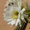 Echinopsis sp.