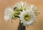 Echinopsis sp.