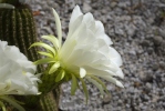 Echinopsis sp.