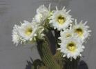 Echinopsis sp.