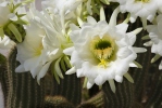 Echinopsis sp.