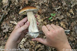 Edible Boletus