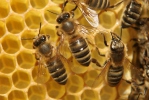 Eiropas medus bite