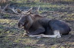 Eland