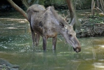 Eland