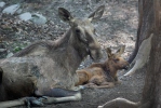 Eland