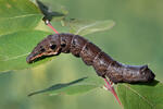 Elephant Hawk-moth