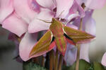 Elephant Hawk-moth