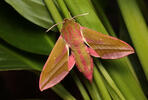 Elephant Hawk-moth