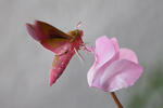 Elephant Hawk-moth