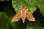 Elephant Hawk-moth