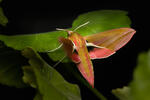 Elephant Hawk-moth